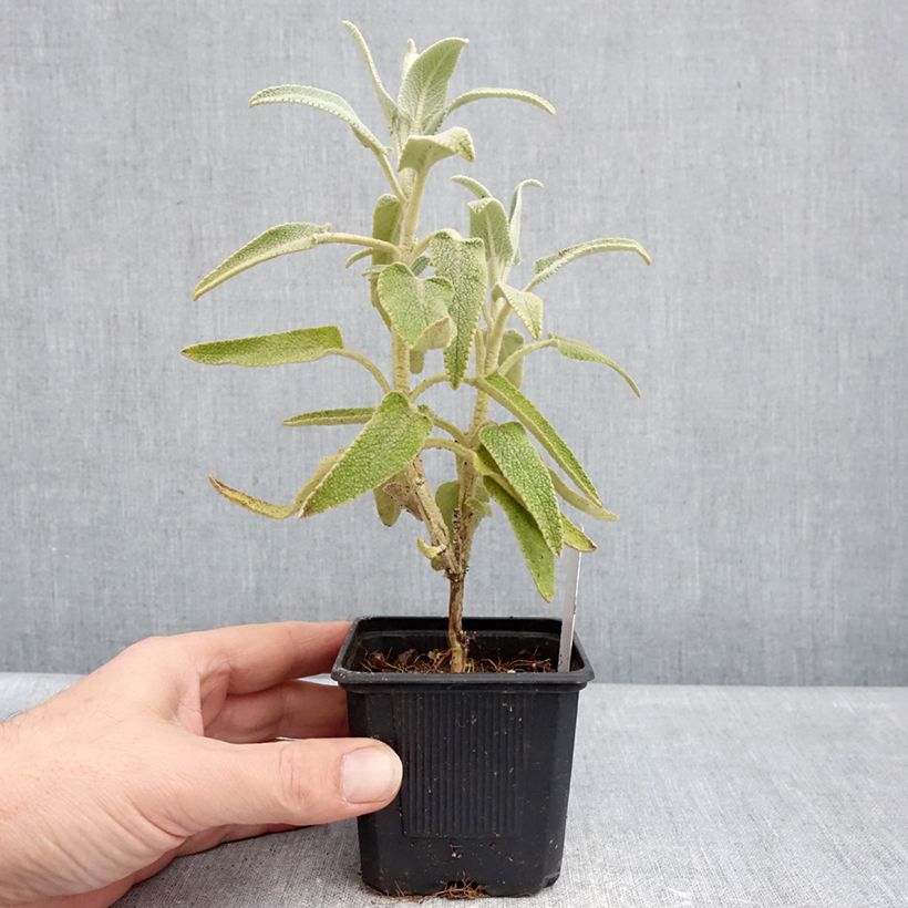 Example of Phlomis purpurea - Brandkruid Kweekpotje van 8/9 cm as you get in hiver