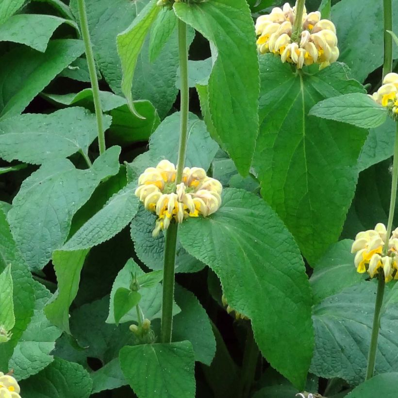 Phlomis russeliana - Brandkruid (Blad)