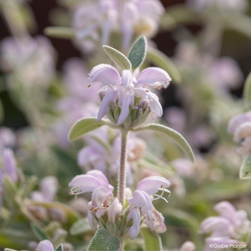 Phlomis Hill Phlo - Brandkruid (Bloei)