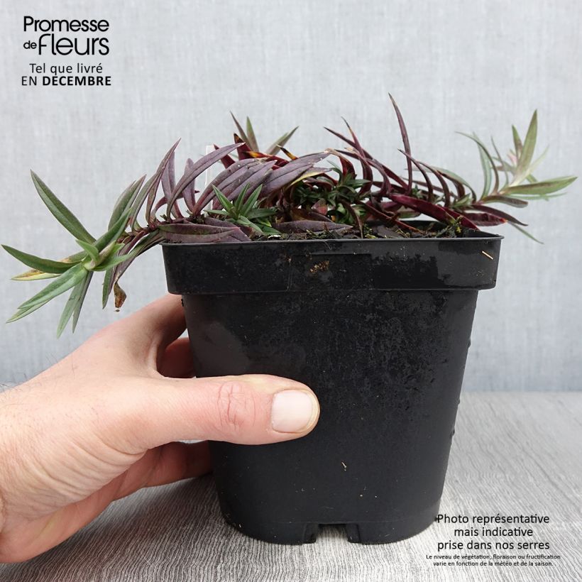 Exemplaar van Phlox divaricata Chattahoochee - Voorjaarsvlambloem Pot van 2 l/3 l zoals geleverd in de herfst