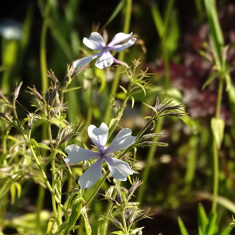 Phlox divaricata Dirigo Ice - Voorjaarsvlambloem (Bloei)