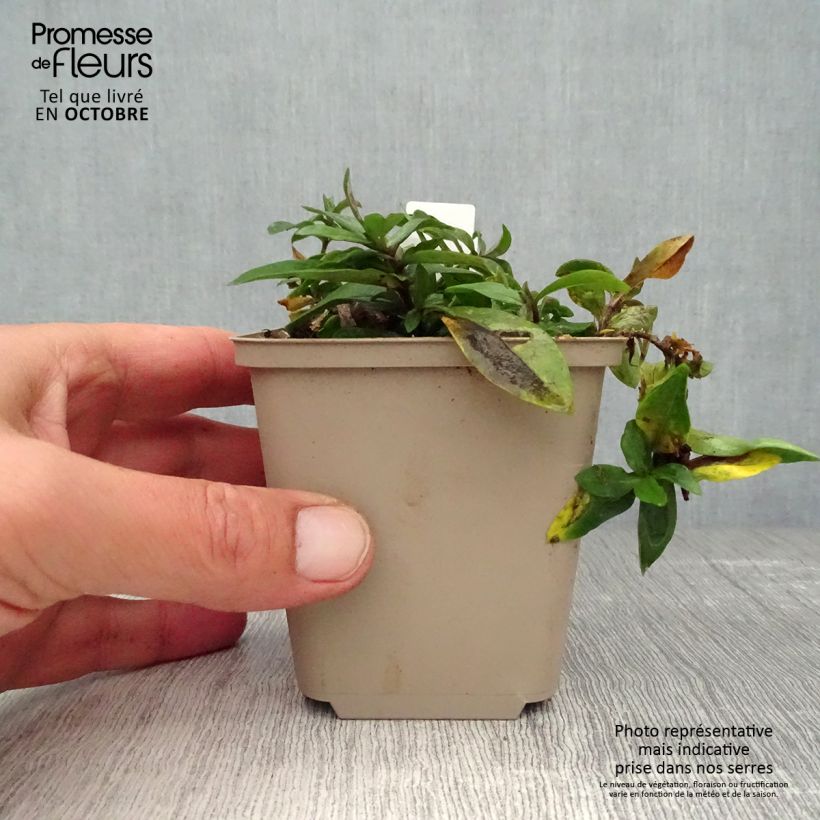 Exemplaar van Phlox divaricata Dirigo Ice - Voorjaarsvlambloem Kweekpotje van 8/9 cm zoals geleverd in de herfst