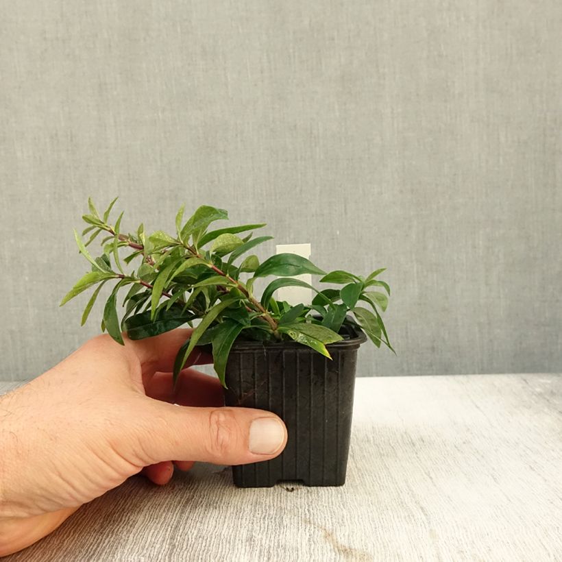 Exemplaar van Phlox divaricata May Breeze - Voorjaarsvlambloem Kweekpotje van 8/9 cm zoals geleverd in de herfst