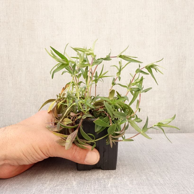 Exemplaar van Phlox divaricata May Breeze - Voorjaarsvlambloem Kweekpotje van 8/9 cm zoals geleverd in de lente