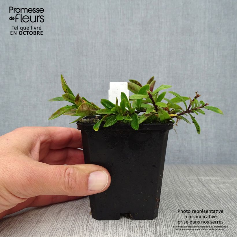 Exemplaar van Phlox divaricata White Perfume - Voorjaarsvlambloem Kweekpotje van 8/9 cm zoals geleverd in de herfst