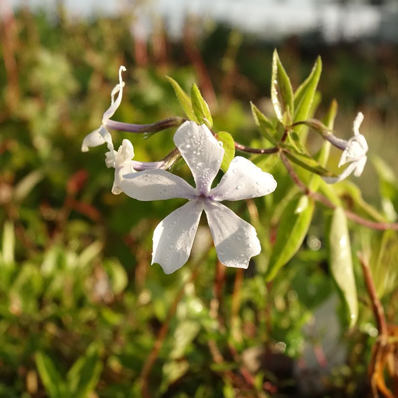 Phlox divaricata White Perfume - Voorjaarsvlambloem (Bloei)