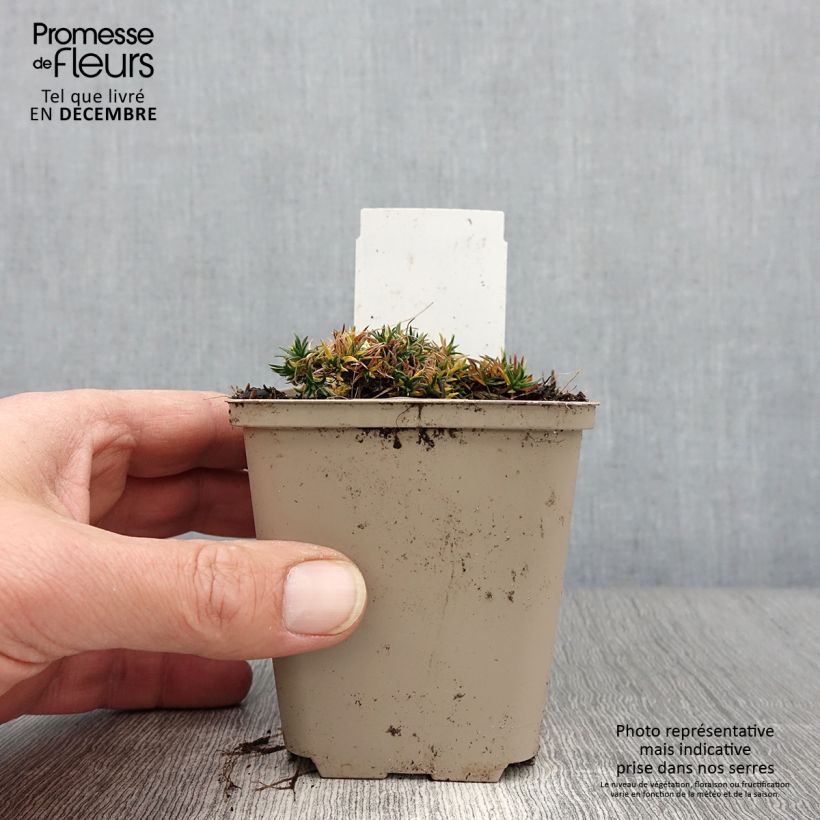 Exemplaar van Phlox douglasii Crackerjack - Phlox mousse Godet de 8/9 cm zoals geleverd in de herfst