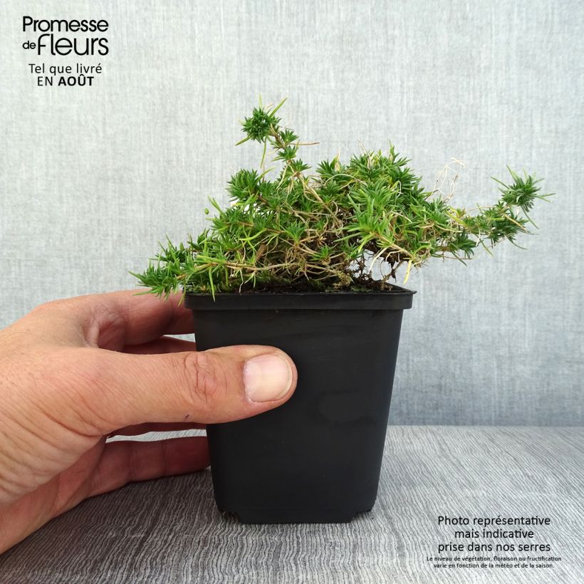 Exemplaar van Phlox douglasii Crackerjack - Kruipende vlambloem Kweekpotje van 8/9 cm zoals geleverd in de zomer