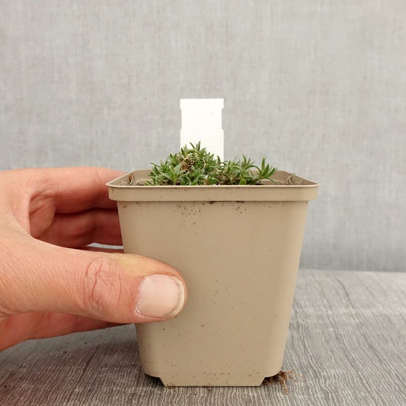 Exemplaar van Phlox douglasii Crackerjack - Kruipende vlambloem Kweekpotje van 8/9 cm zoals geleverd in de lente