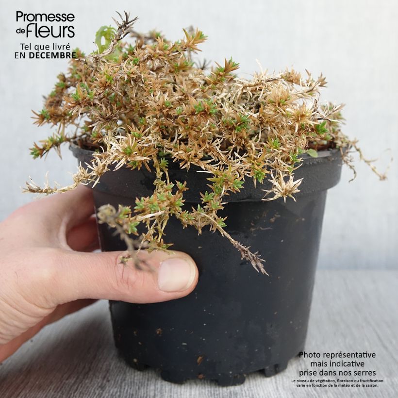 Exemplaar van Phlox douglasii Lilac Cloud - Phlox mousse Pot de 2L/3L zoals geleverd in de herfst