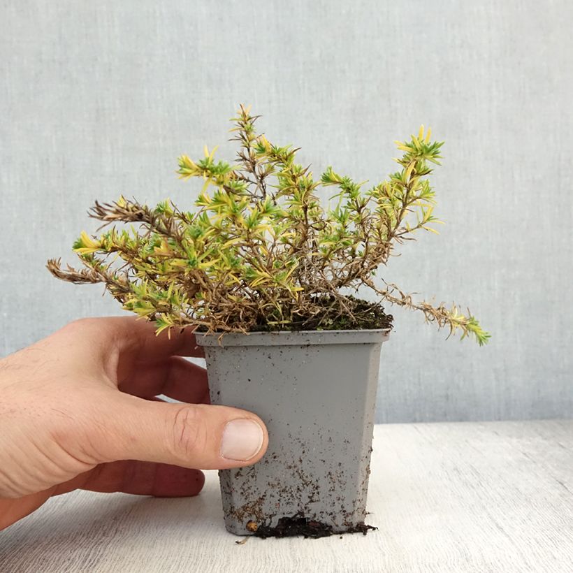 Exemplaar van Phlox douglasii Lilac Cloud - Kruipende vlambloem Kweekpotje van 8/9 cm zoals geleverd in de herfst