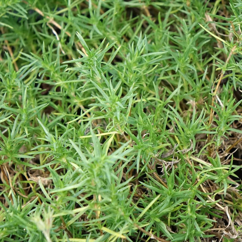 Phlox douglasii Ochsenblut - Kruipende vlambloem (Blad)