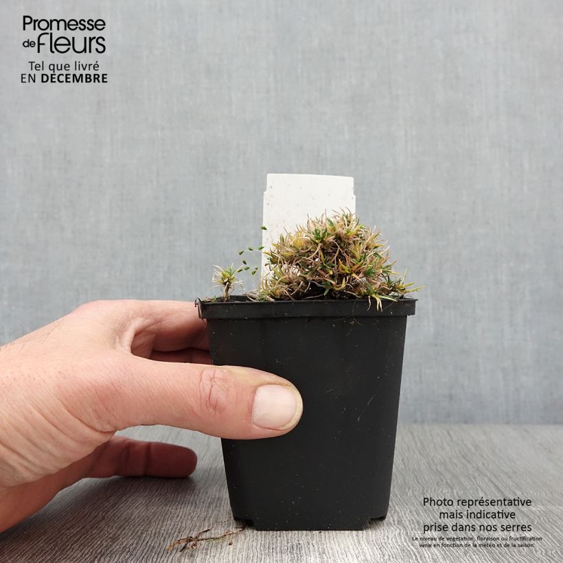 Exemplaar van Phlox douglasii Ochsenblut - Phlox mousse Godet de 8/9 cm zoals geleverd in de herfst