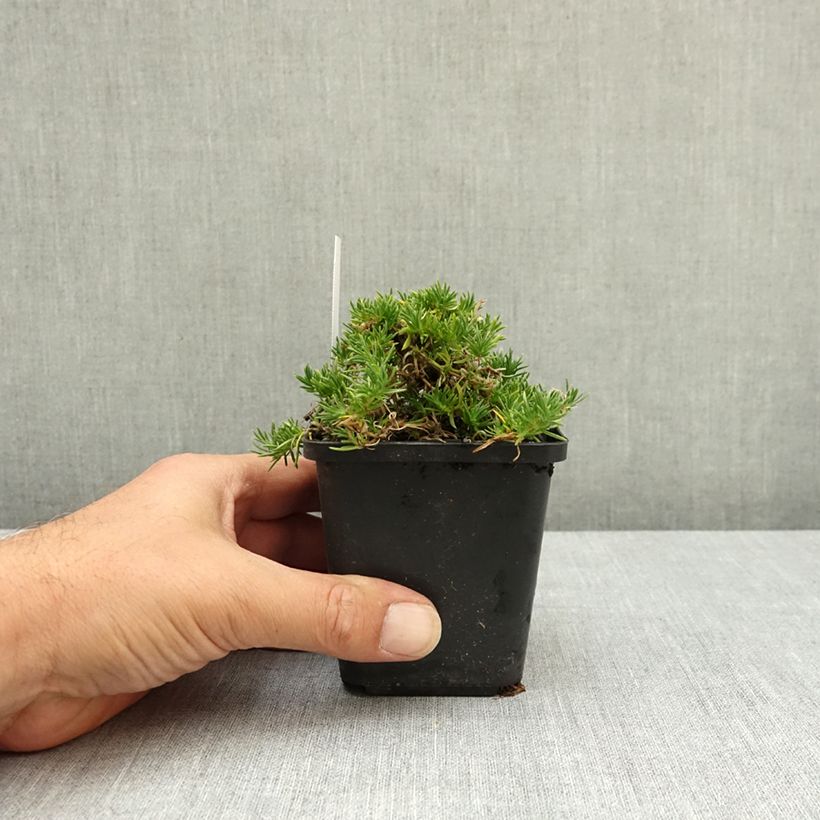 Exemplaar van Phlox douglasii Waterloo - Kruipende vlambloem Kweekpotje van 8/9 cm zoals geleverd in de zomer