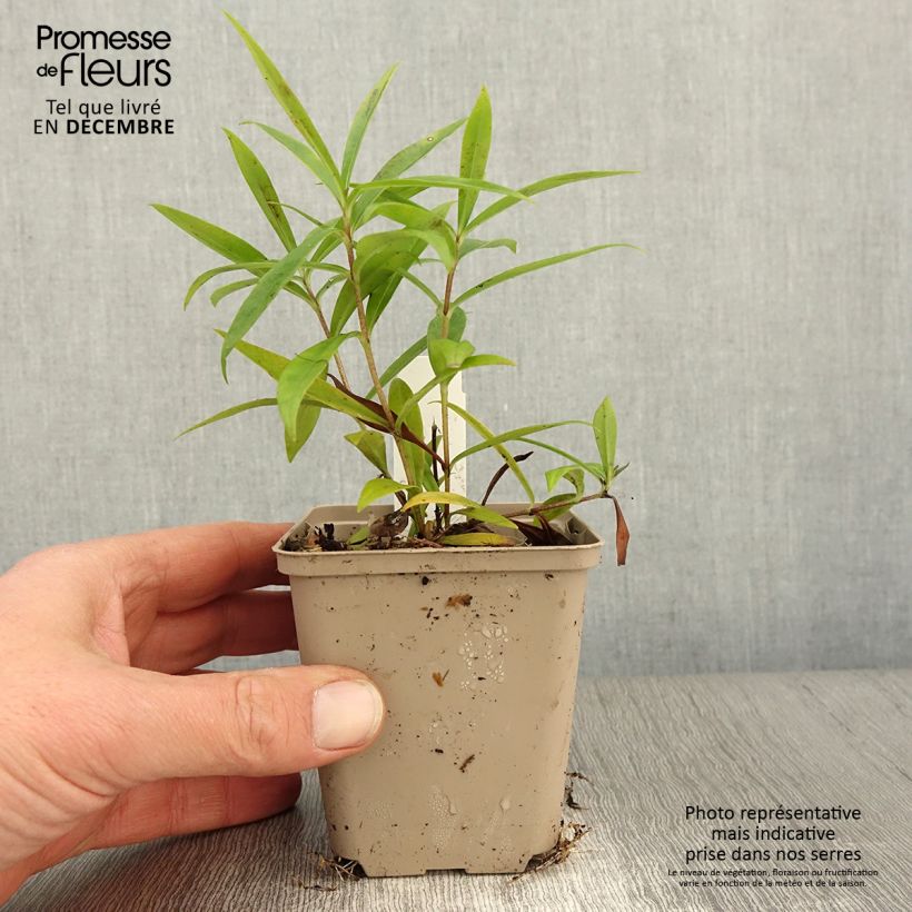 Exemplaar van Phlox Fashionably Early Crystal - Vlambloem Kweekpotje van 8/9 cm zoals geleverd in de herfst
