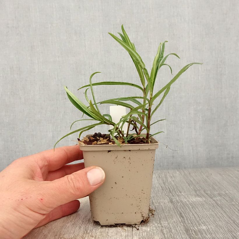 Exemplaar van Phlox Fashionably Early Crystal - Vlambloem Kweekpotje van 8/9 cm zoals geleverd in de lente