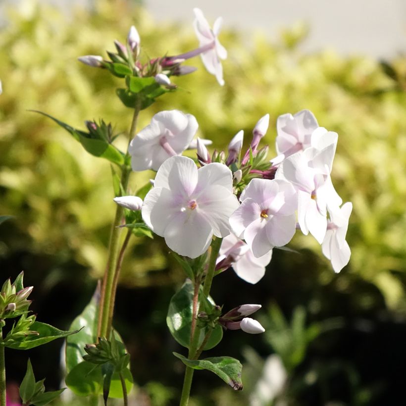 Phlox Fashionably Early Crystal - Vlambloem (Bloei)