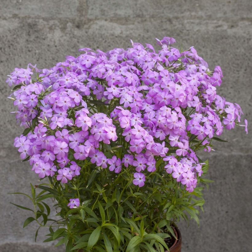Phlox Forever Pink - Vlambloem (Groeiplaats)