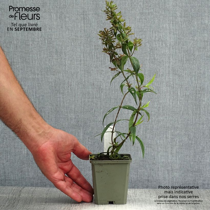 Exemplaar van Phlox maculata Alpha - Vlambloem Kweekpotje van 8/9 cm zoals geleverd in de zomer