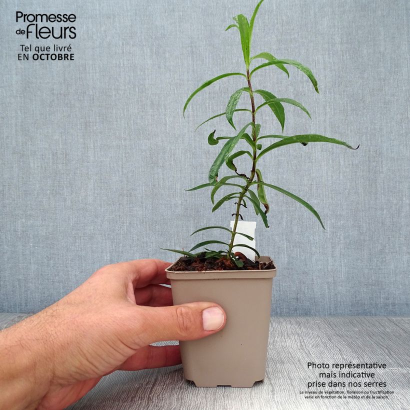 Exemplaar van Phlox maculata Natasha - Vlambloem Kweekpotje van 8/9 cm zoals geleverd in de herfst
