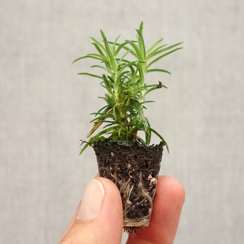 Exemplaar van Phlox subulata Amazing Grace - Kruipende vlambloem Mini-mot Ø 1,5/2,5 cm zoals geleverd in de herfst