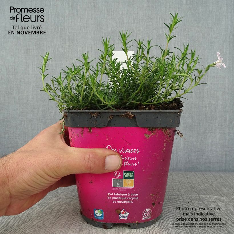 Exemplaar van Phlox subulata Candy Stripes - Kruipende vlambloem Pot van 1,5 l/2 l zoals geleverd in de herfst