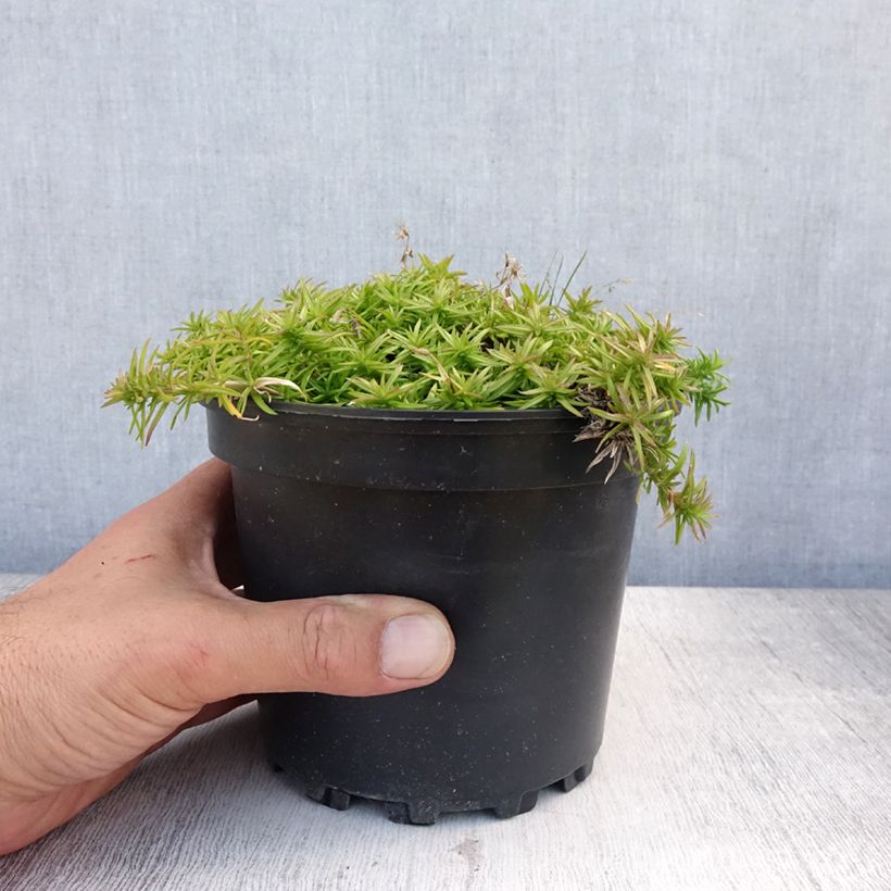 Exemplaar van Phlox subulata Moerheimii - Kruipende vlambloem Pot van 2 l/3 l zoals geleverd in de zomer