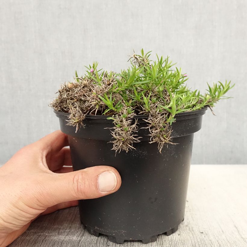 Example of Phlox subulata Moerheimii - Kruipende vlambloem Pot van 2 l/3 l as you get in printemps