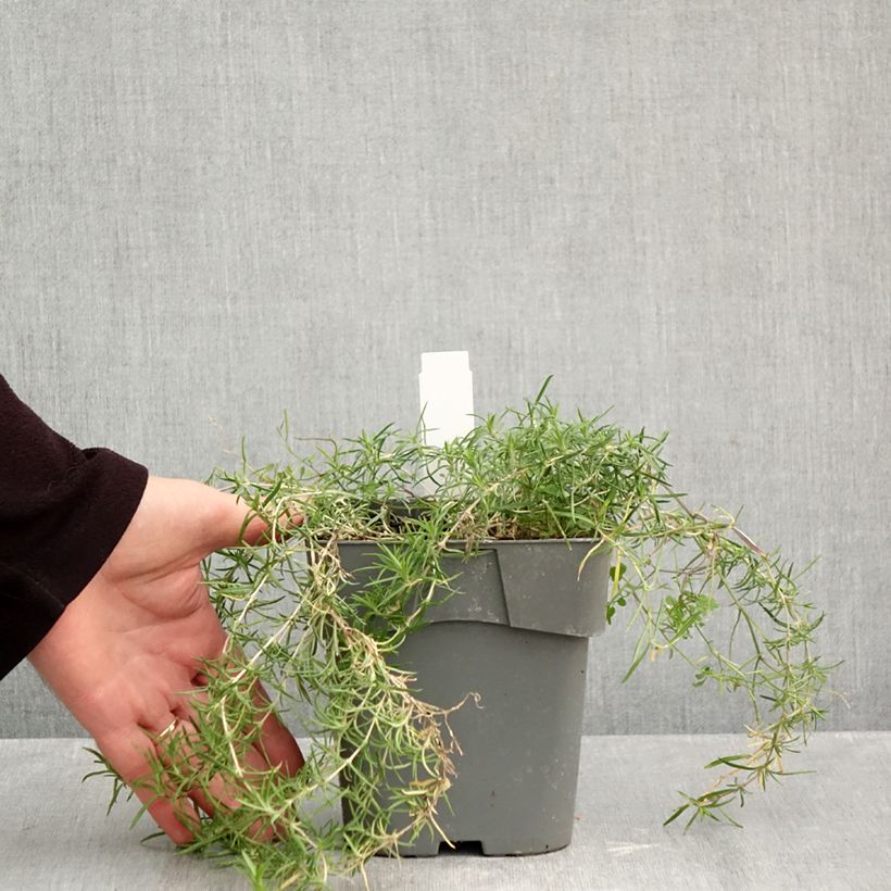 Exemplaar van Phlox subulata Scarlet Flame - Kruipende vlambloem Pot van 2 l/3 l zoals geleverd in de herfst