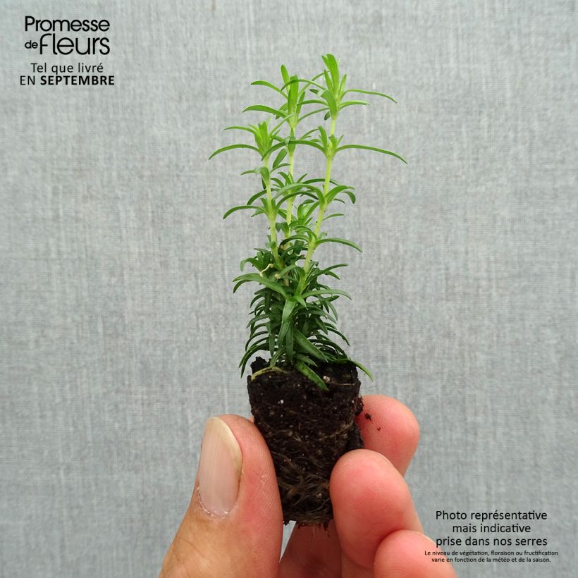 Exemplaar van Phlox subulata White Delight - Kruipende vlambloem Mini-mot Ø 3/4 cm zoals geleverd in de herfst