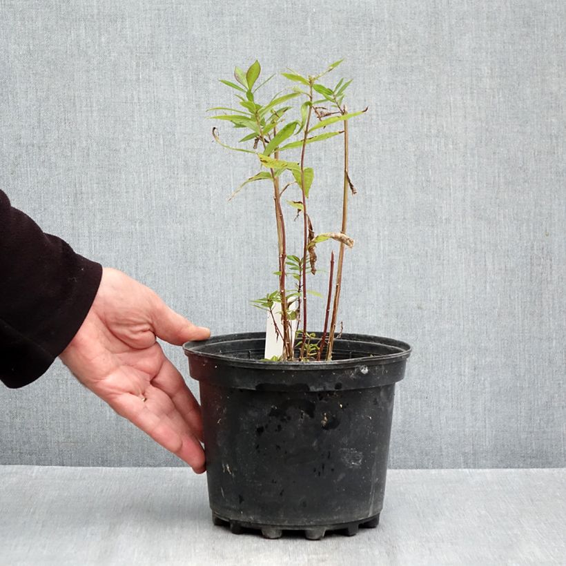 Exemplaar van Phlox paniculata Adinda - Vlambloem Pot van 2 l/3 l zoals geleverd in de herfst