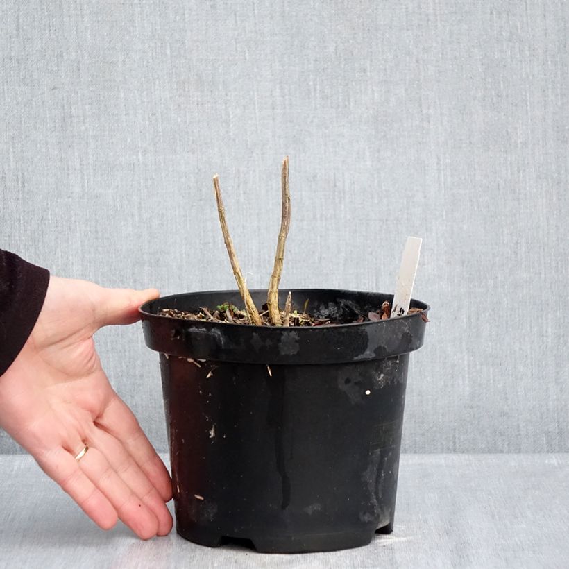 Exemplaar van Phlox paniculata Adinda - Vlambloem Pot van 2 l/3 l zoals geleverd in de winter