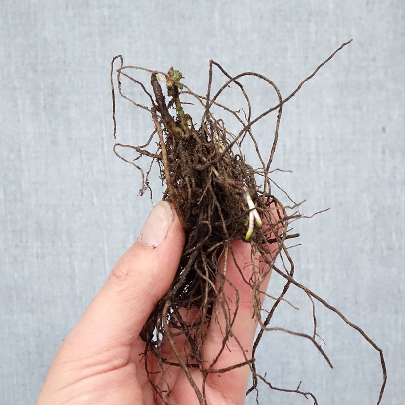 Exemplaar van Phlox paniculata Adinda - Vlambloem Naakte wortel zoals geleverd in de winter