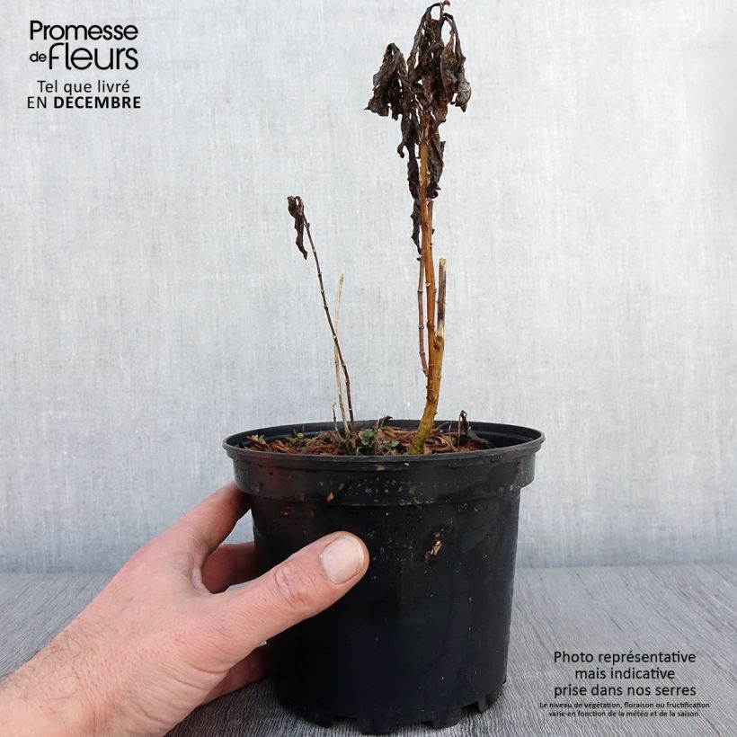 Exemplaar van Phlox paniculata Amethyst Pot de 2L/3L zoals geleverd in de herfst