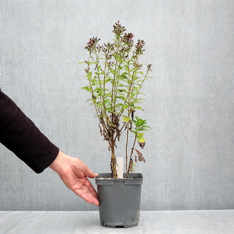 Exemplaar van Phlox paniculata Aureole - Vlambloem Pot van 2 l/3 l zoals geleverd in de herfst