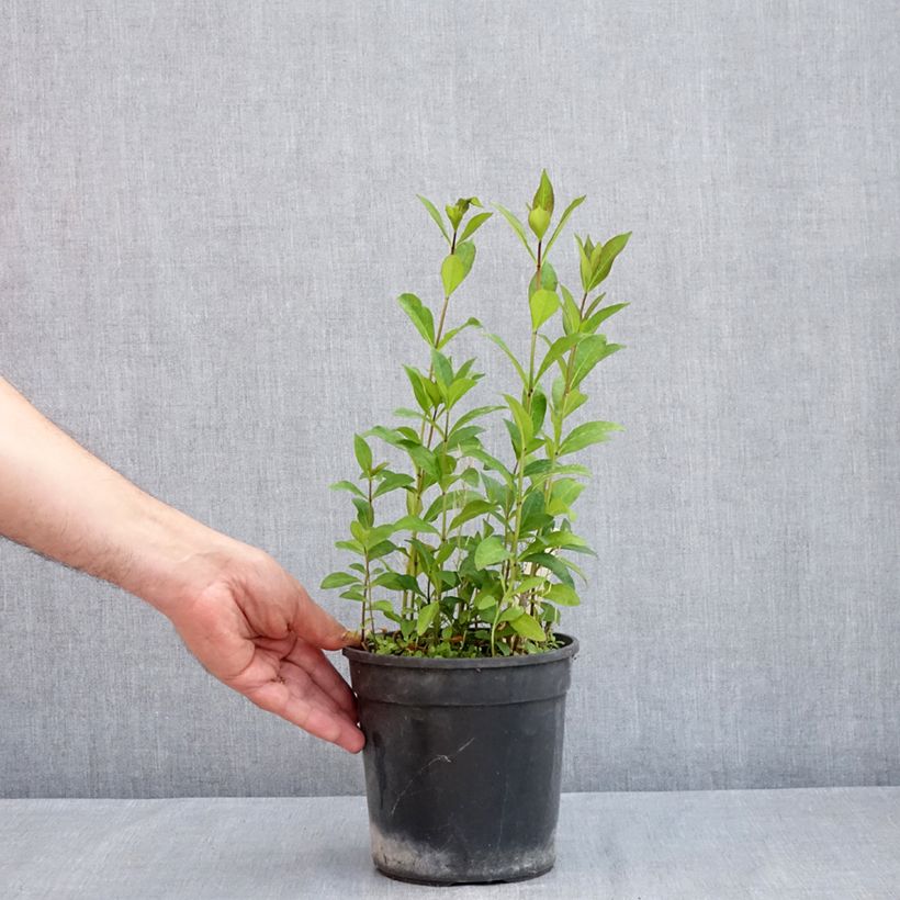 Exemplaar van Phlox paniculata Aureole - Vlambloem Pot van 2 l/3 l zoals geleverd in de lente