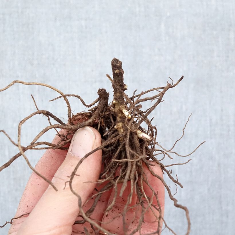 Exemplaar van Phlox paniculata Aureole - Vlambloem Naakte wortel zoals geleverd in de winter