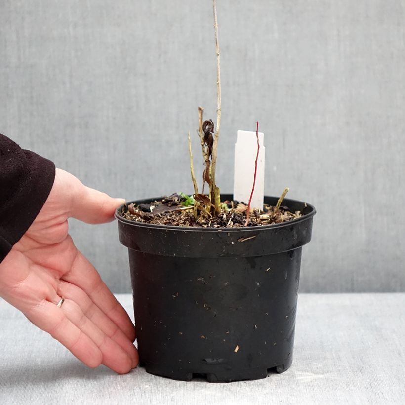 Exemplaar van Phlox paniculata Bambini Candy Crush - Vlambloem Pot van 2 l/3 l zoals geleverd in de winter