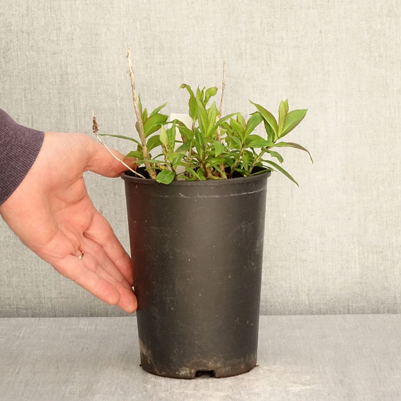 Exemplaar van Phlox paniculata Bambini Candy Crush - Vlambloem Pot van 2 l/3 l zoals geleverd in de lente