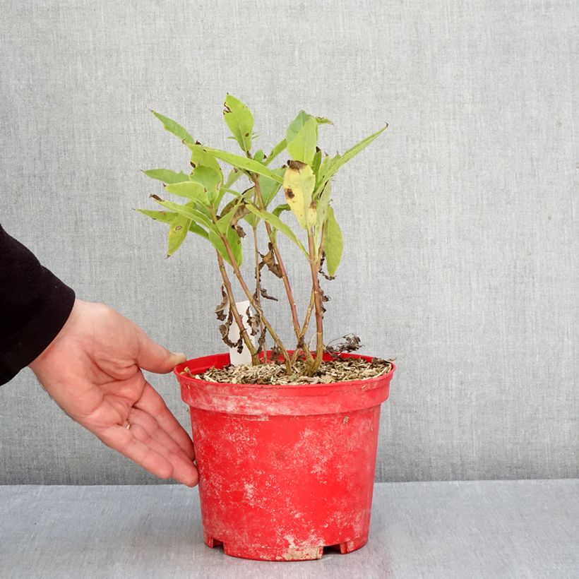 Exemplaar van Phlox paniculata Bambini Candy Crush - Vlambloem Naakte wortel zoals geleverd in de herfst