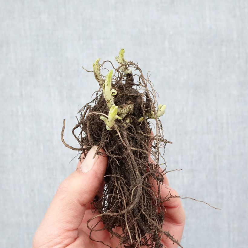 Exemplaar van Phlox paniculata Bambini Candy Crush - Vlambloem Naakte wortel zoals geleverd in de winter