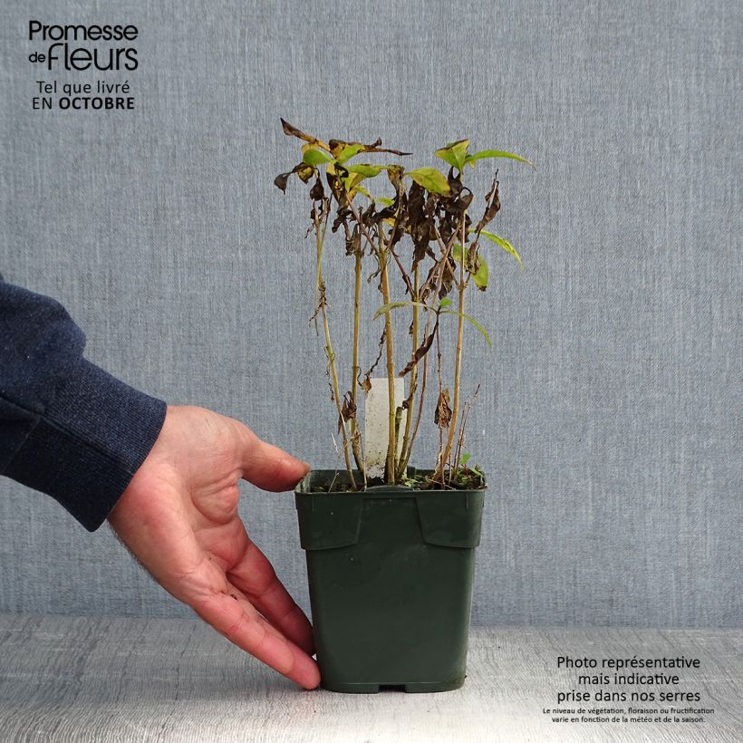Exemplaar van Phlox paniculata Bambini Desire - Vlambloem Kweekpotje van 8/9 cm zoals geleverd in de herfst
