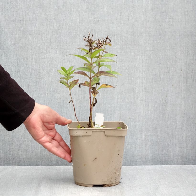 Exemplaar van Phlox paniculata Bambini Desire - Vlambloem Pot van 2 l/3 l zoals geleverd in de herfst
