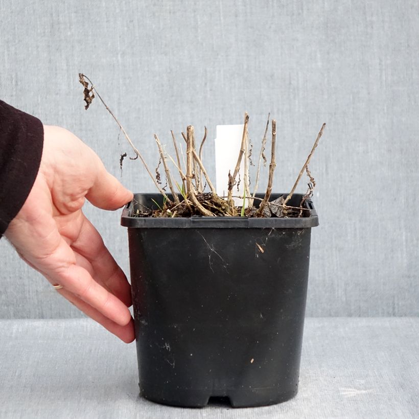 Exemplaar van Phlox paniculata Bambini Desire - Vlambloem Pot van 2 l/3 l zoals geleverd in de winter