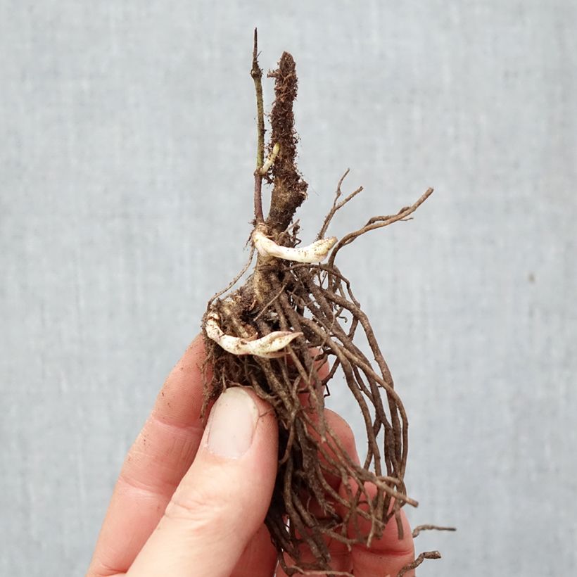 Exemplaar van Phlox paniculata Bambini Desire - Vlambloem Naakte wortel zoals geleverd in de winter