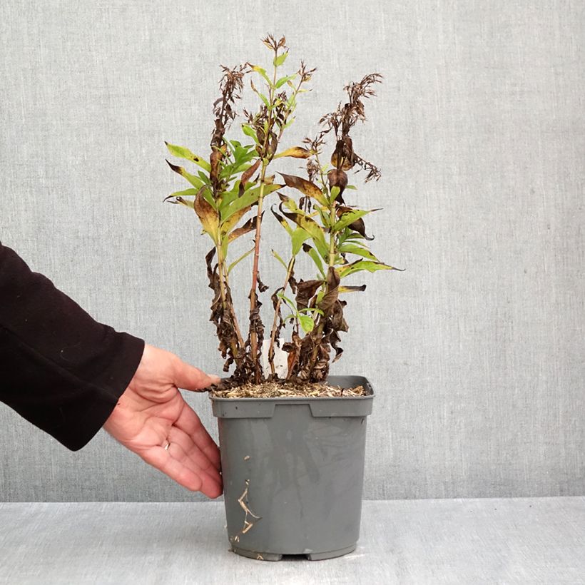 Exemplaar van Phlox paniculata Bambini Primadonna - Vlambloem Pot van 2 l/3 l zoals geleverd in de herfst