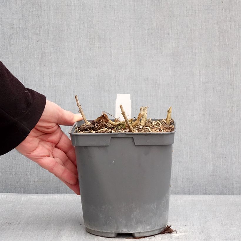 Exemplaar van Phlox paniculata Bambini Primadonna - Vlambloem Pot van 2 l/3 l zoals geleverd in de winter