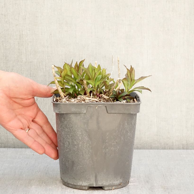Exemplaar van Phlox paniculata Bambini Primadonna - Vlambloem Pot van 2 l/3 l zoals geleverd in de lente