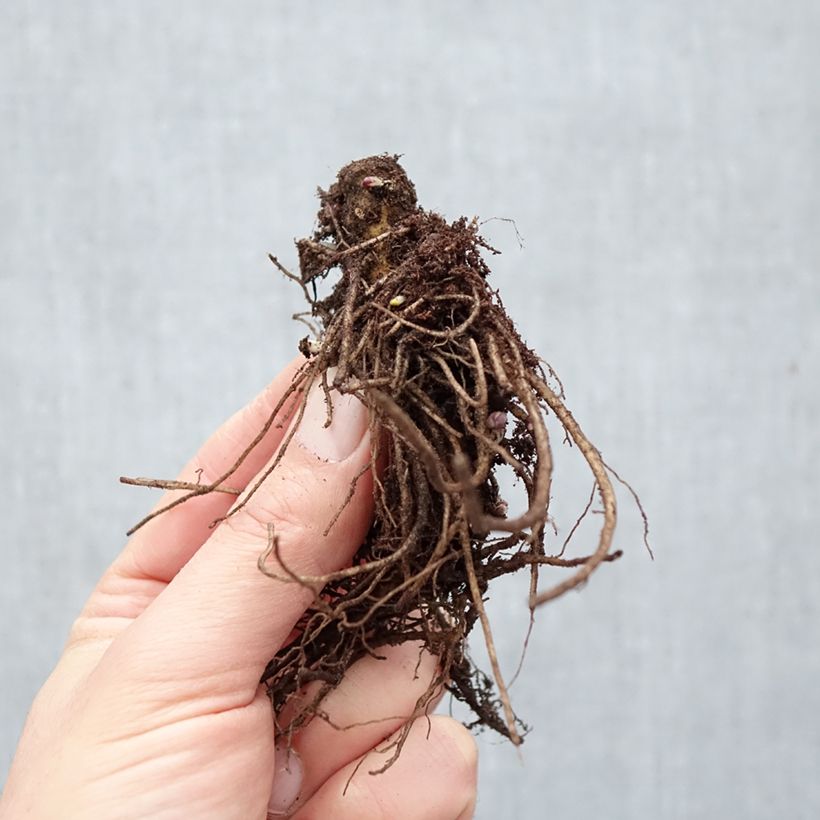 Exemplaar van Phlox paniculata Bambini Primadonna - Vlambloem Naakte wortel zoals geleverd in de winter