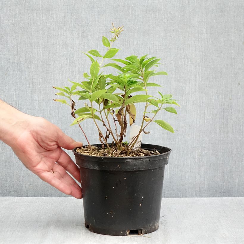 Exemplaar van Phlox paniculata Bambini Sweet Tart - Vlambloem Pot van 2 l/3 l zoals geleverd in de herfst